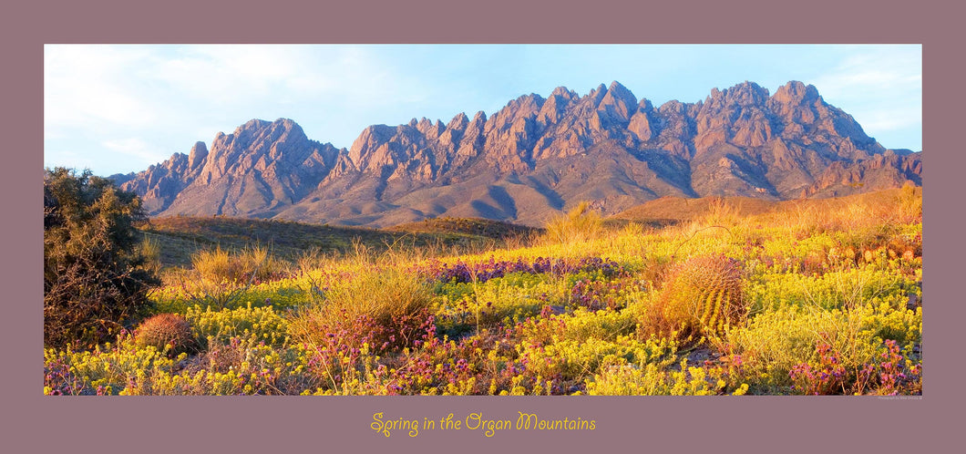 SPRING IN THE ORGAN MOUNTAINS - Panoramic poster 16x36