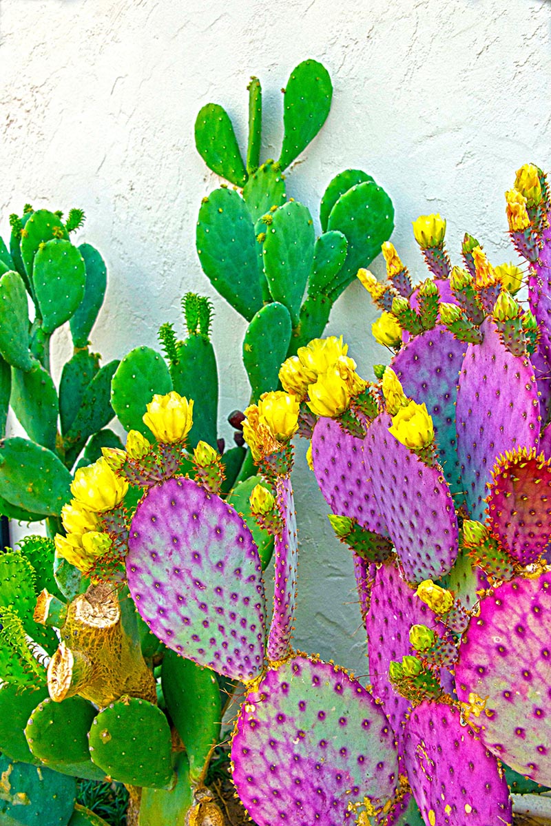 E80501-011 BLOOMING PRICKLY PEAR CACTUS