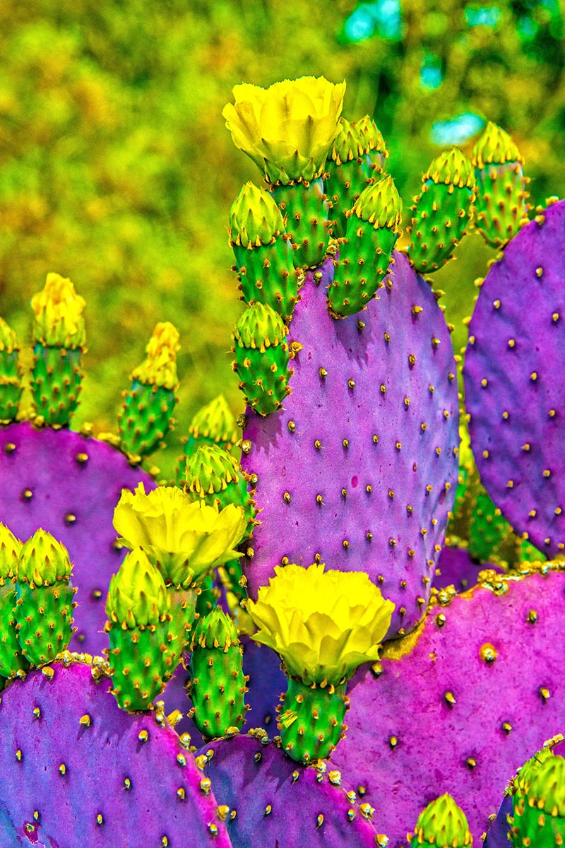 E8051-59 PURPLE PRICKLY PEAR & YELLOW BLOOMS VERTICAL