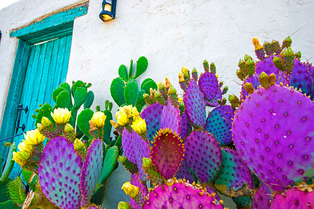 E80501-20 Horizontal Blooming Prickly Pear Cactus and Turquoise Door