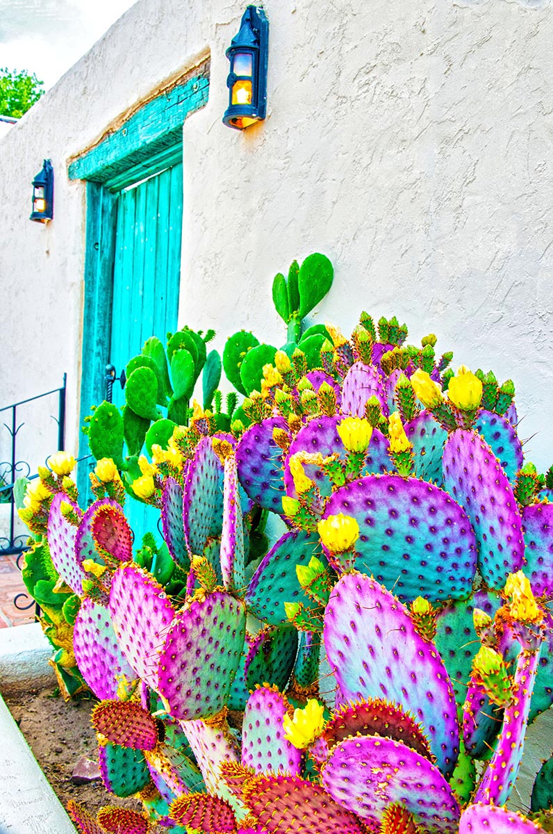 E80501-9HDR Prickly Pear Cactus & Turquoise Door